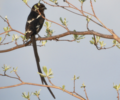 Lanius melanoleucus