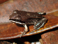 Leptodactylus mystaceus