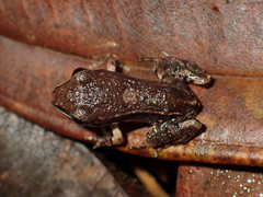 Leptodactylus mystaceus