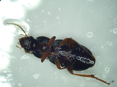 Harpalina