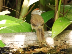 Synallaxis albescens