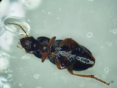 Harpalina