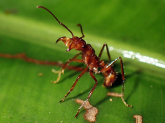 Ectatomma tuberculatum