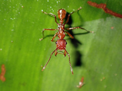 Ectatomma tuberculatum