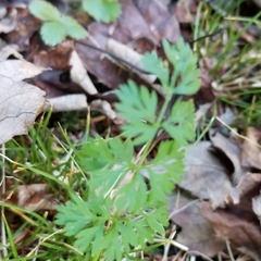 Chaerophyllum procumbens