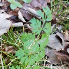 Chaerophyllum procumbens