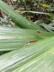 Tettigonioidea