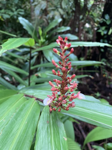 Alpinia modesta F.Muell. ex K.Schum.