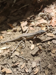 Liolaemus septentrionalis