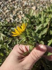 Grindelia integrifolia