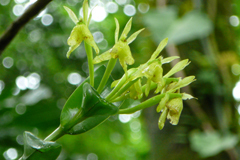 Epidendrum vulgoamparoanum