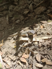 Liolaemus septentrionalis