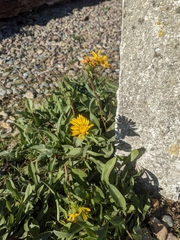 Grindelia integrifolia