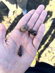 Cerithideopsis scalariformis