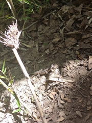 Liolaemus septentrionalis