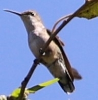 Trochilidae
