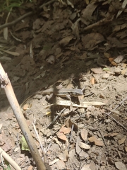 Liolaemus septentrionalis