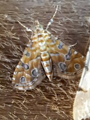 Ommatospila narcaeusalis