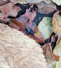 Calliphora vomitoria