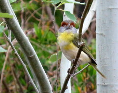 Cyclarhis gujanensis