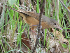 Colluricincla rufogaster