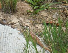 Leiocephalus cubensis