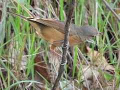 Colluricincla rufogaster