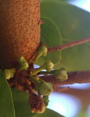 Annona