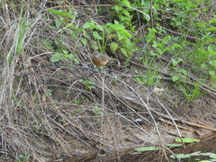 Colluricincla rufogaster