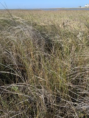 Sporobolus pumilus