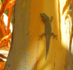 Phelsuma modesta leiogaster