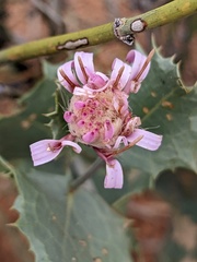 Acourtia nana