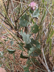 Acourtia nana