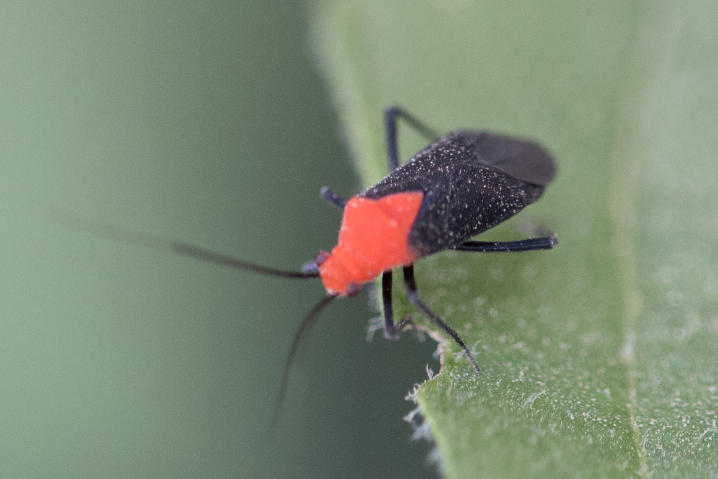 Prepops paranaensis