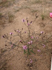 Palafoxia sphacelata