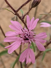 Palafoxia sphacelata