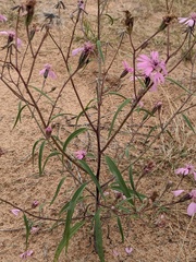 Palafoxia sphacelata