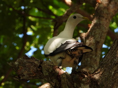 Ducula spilorrhoa