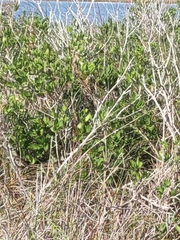 Baccharis halimifolia