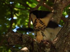 Ducula spilorrhoa