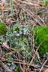 Cladonia verticillata