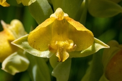 Pterygodium acutifolium