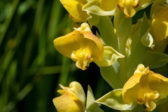 Pterygodium acutifolium