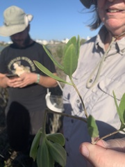 Baccharis halimifolia