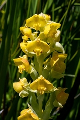 Pterygodium acutifolium