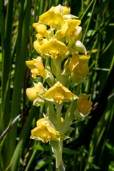 Pterygodium acutifolium