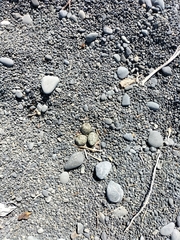 Charadrius bicinctus