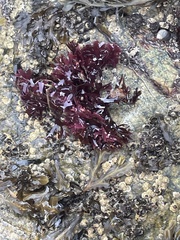 Chondrus