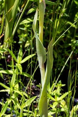 Pterygodium acutifolium