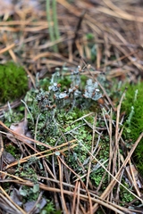 Cladonia verticillata